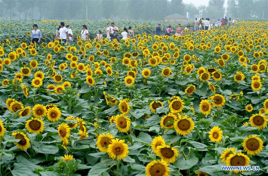 Sunflowers Draw Visitors to Planting Base in Shahe, North Ch